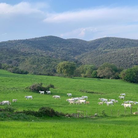 Fattoria Tolomei Campagnatico Buitenkant foto