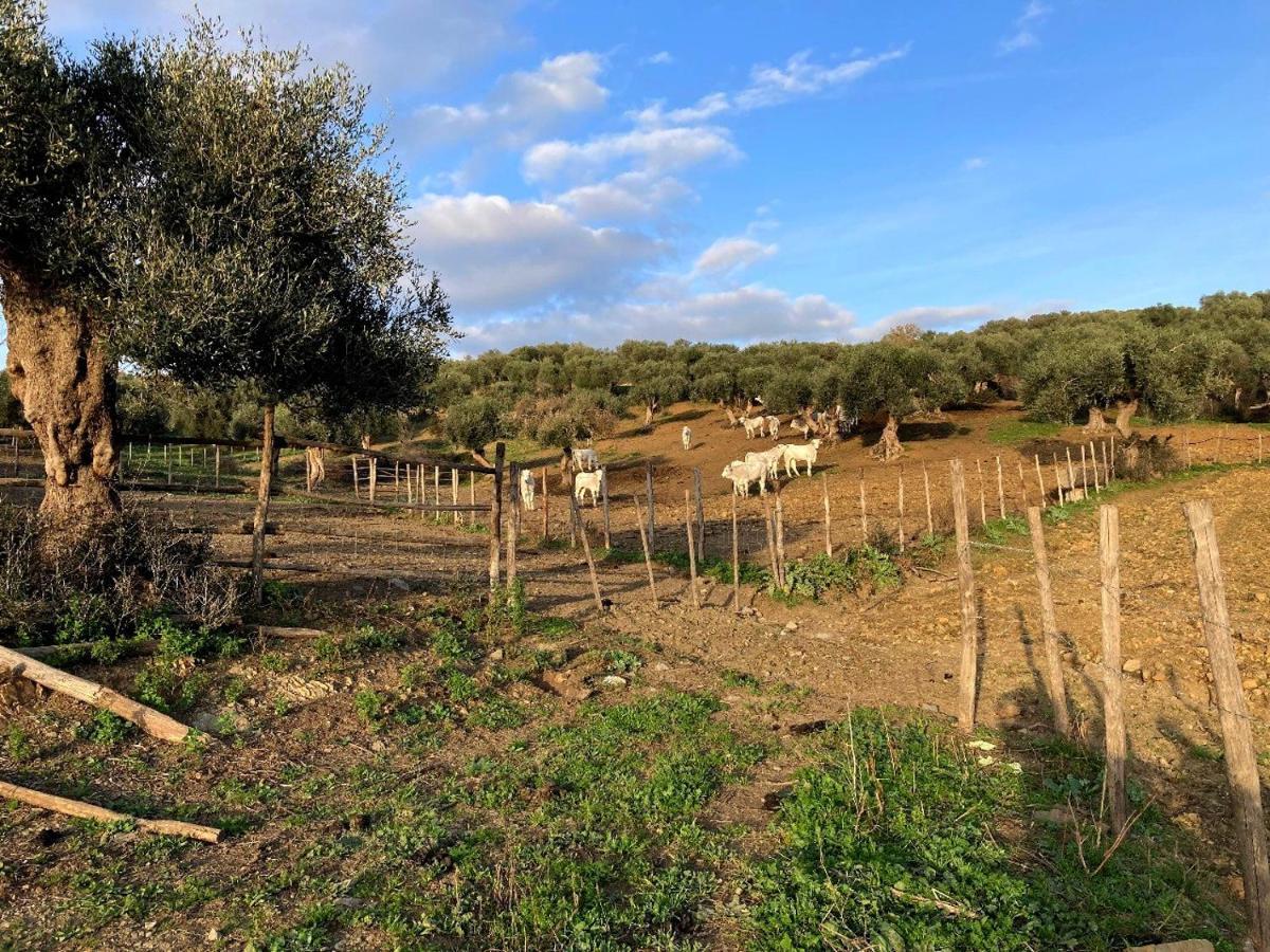 Fattoria Tolomei Campagnatico Buitenkant foto
