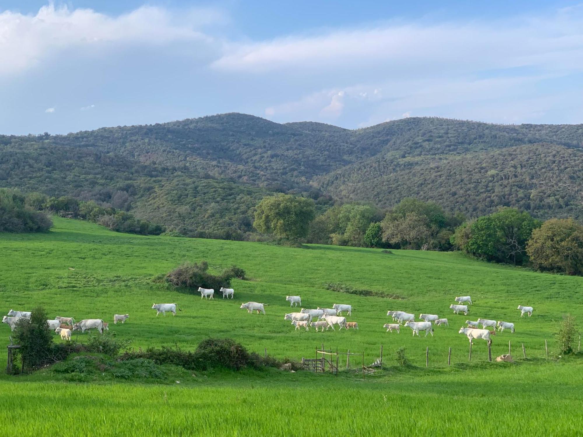 Fattoria Tolomei Campagnatico Buitenkant foto