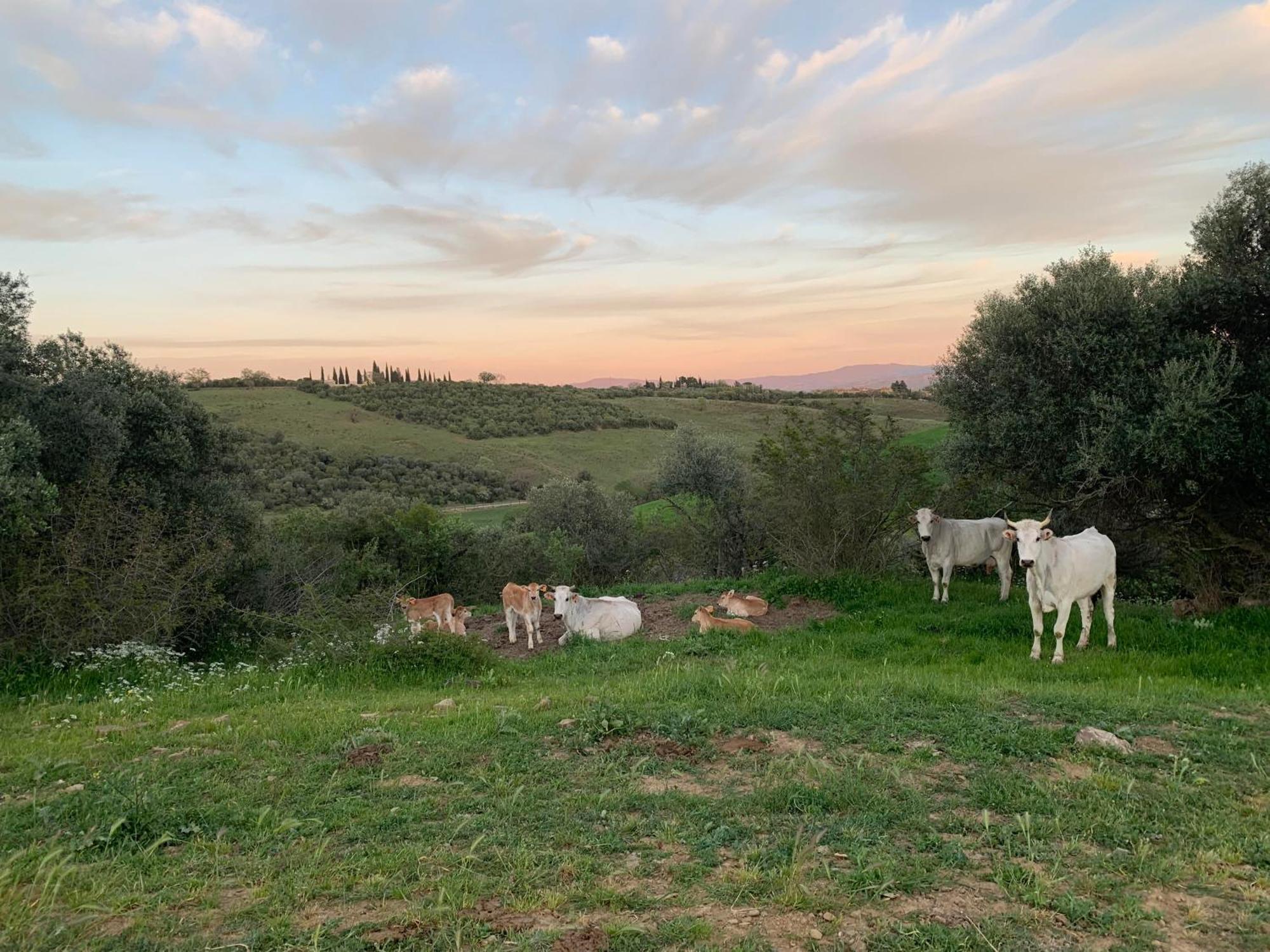 Fattoria Tolomei Campagnatico Buitenkant foto
